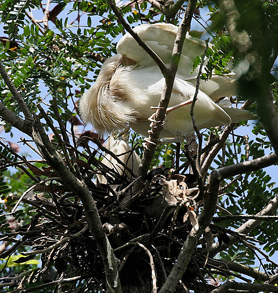 File:Indian Pond Heron at Nest I IMG 8732.jpg