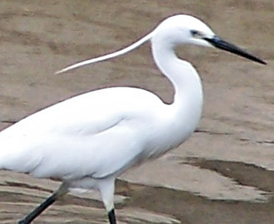 File:Little Egret in Summer.jpg