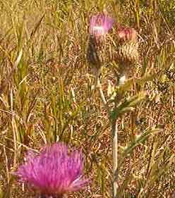 File:Thistle.jpeg