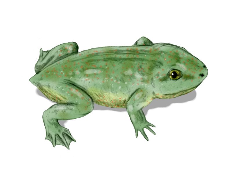 File:Triadobatrachus BW.jpg