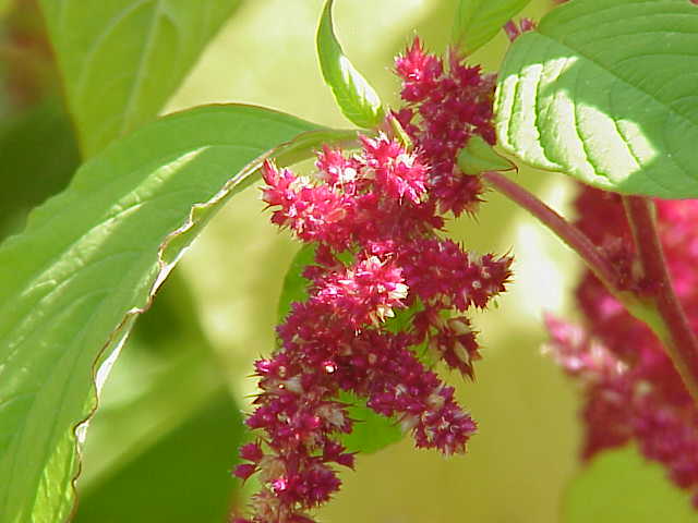 File:Amaranthus tricolor0.jpg