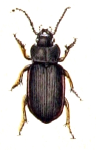 Anisodactylus signatus