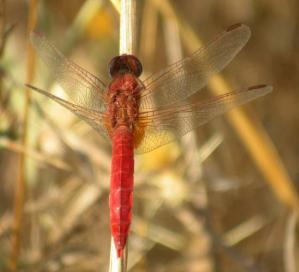 File:Scarlet dragonfly.jpg