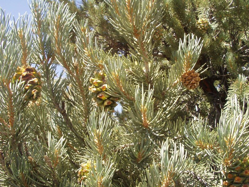 File:Single-leaf pinyon 2.jpg