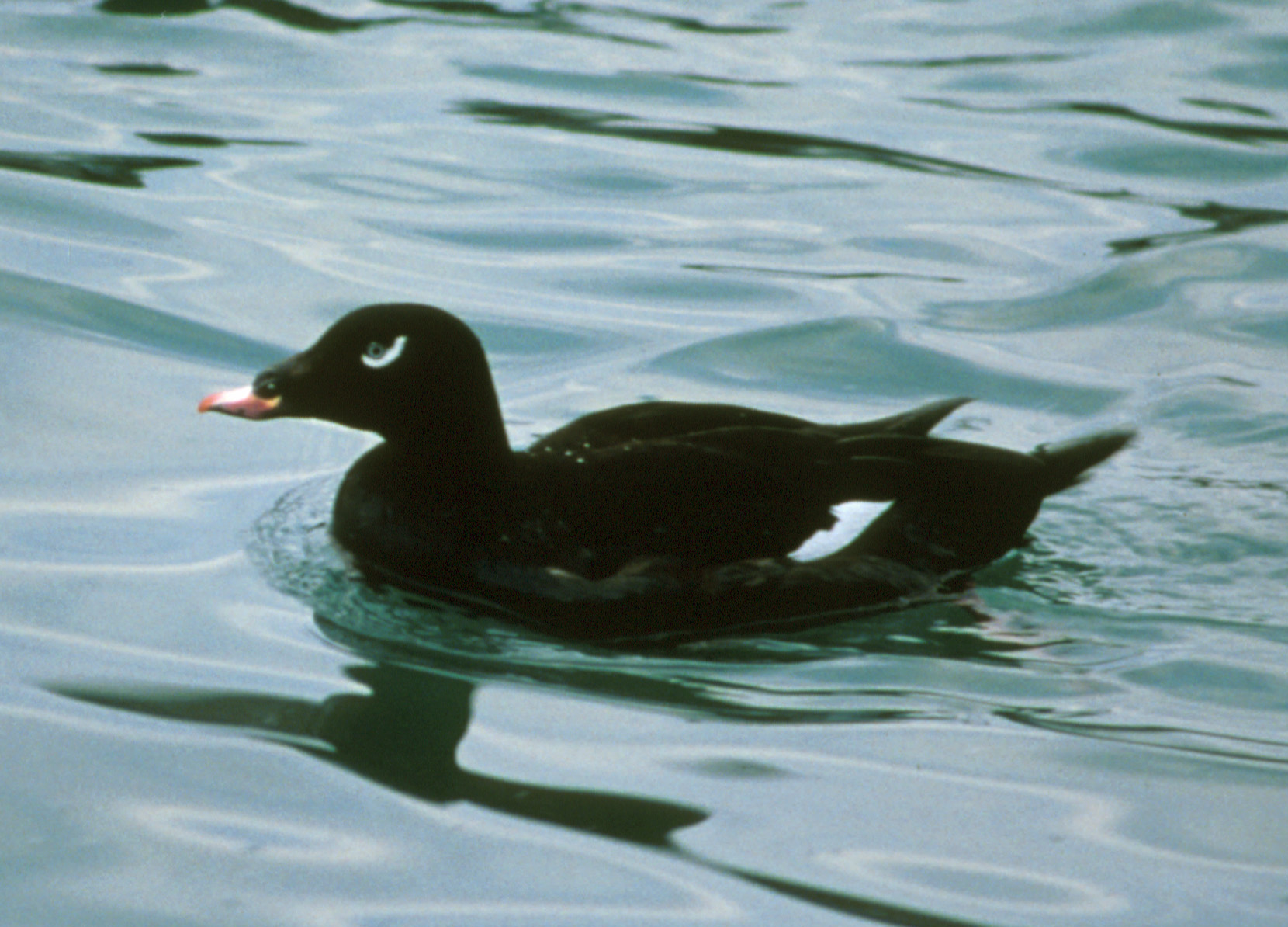 Velvet Scoter