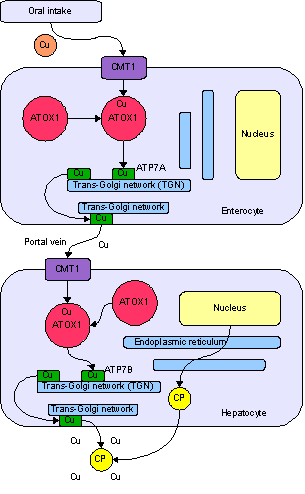 Файл:Copper metabolism.png