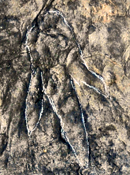 File:Fossil traces - Grallator toscanus.JPG