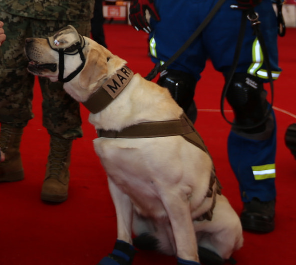 Archivo:Frida, perra de rescate de la marina.jpg