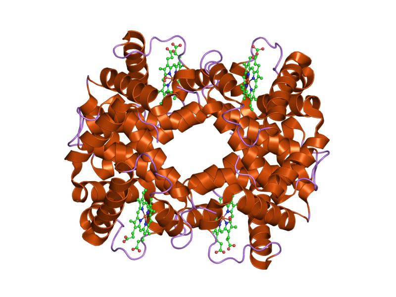 File:PDB 1gbv EBI.jpg