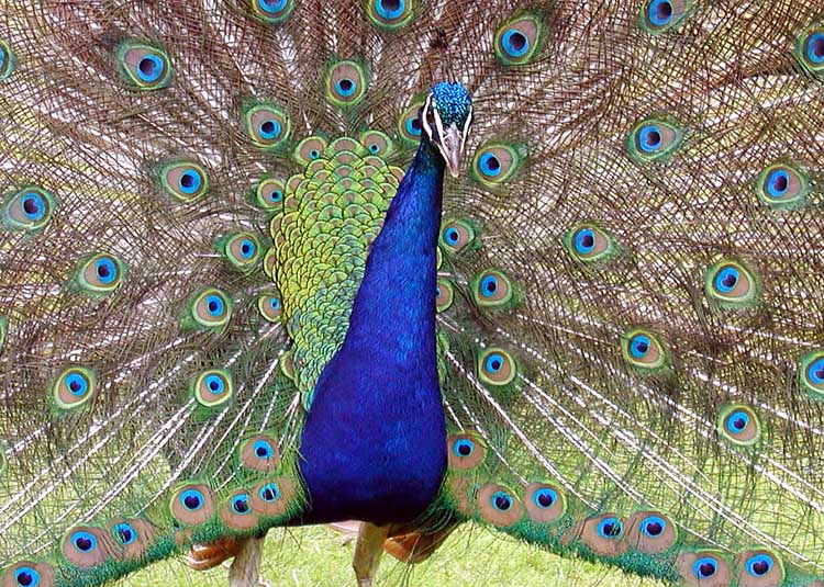 File:Peacock.detail.arp.750pix.jpg