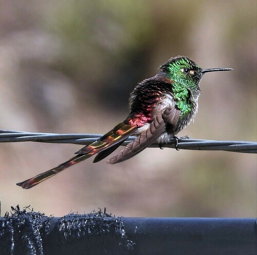 Archivo:Sappho sparganurus Red-tailed Comet; Santa Victoria, Salta, Argentina.jpg