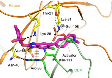 File:Structure of full-length AMPK complex with activator Fig3d.jpg