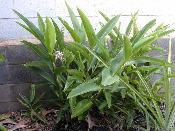 Файл:Alpinia zerumbet habit.jpg