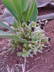 File:Flowering poison leaf.jpg