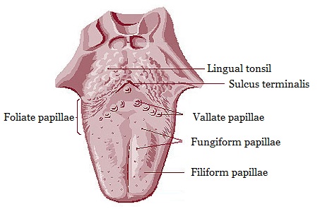 File:Illu04 tongue2.jpg