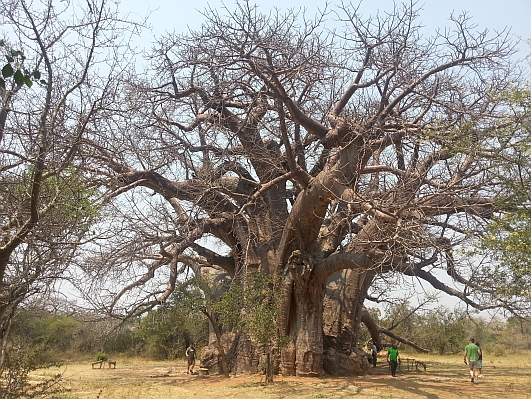 File:Sagole Baobab.jpg