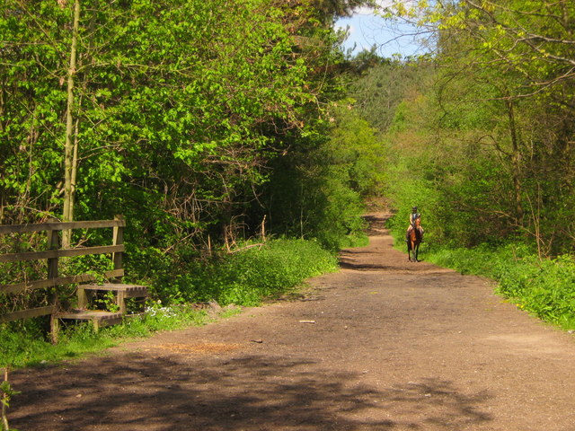 File:Bridleway in Joyden's Wood - geograph.org.uk - 1279377.jpg