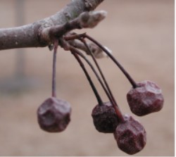 File:Callery Pear Fruit.JPG