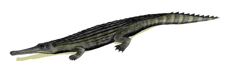 File:Dyrosaurus BW.jpg