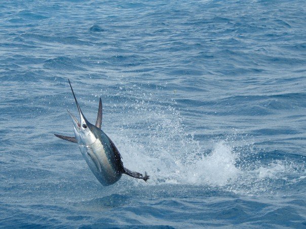 File:Florida Sailfish.jpg