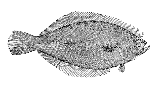 File:Psettichthys melanostictus.gif