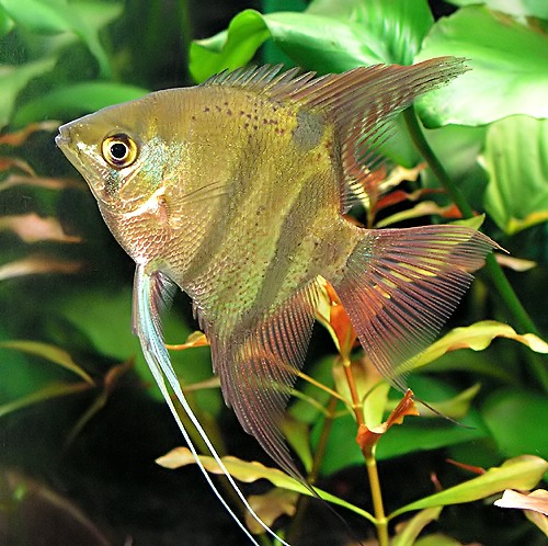 File:Pterophyllum leopoldi.jpg