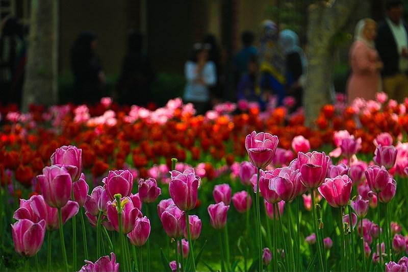 File:Tulips Festival Held in Iran's Karaj-16.jpg