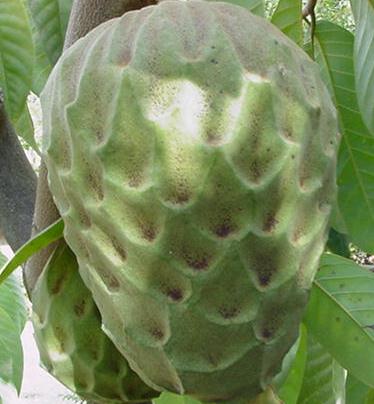 File:Cherimoya fruit.jpg