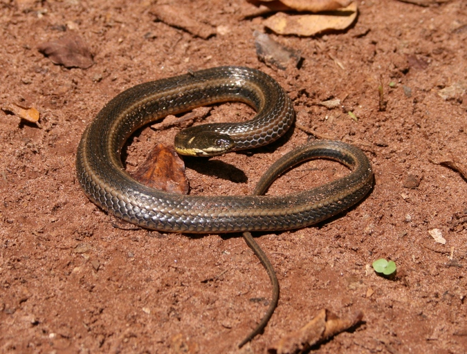 File:Helicops infrataeniatus04.jpg