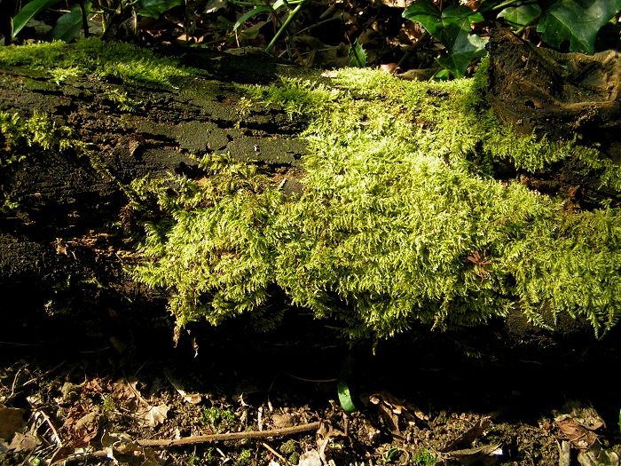 File:Moss 700.jpg