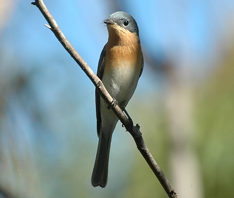 File:Myiagra rubecula (female) cropped.jpg