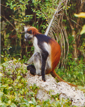 File:Red Colobus monkey.jpeg