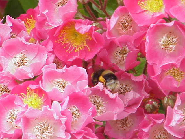 Файл:Rosa sp.185.jpg