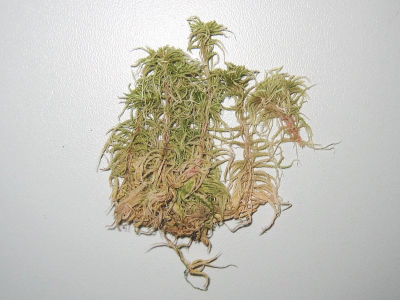 Archivo:Sphagnum subnitens.jpeg