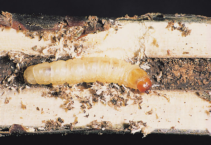 Archivo:Synanthedon tipuliformis larva.jpg