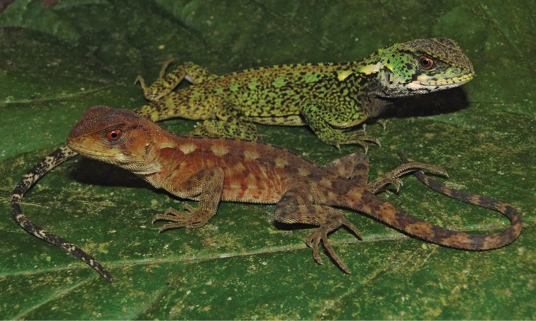 Archivo:Two-sympatric-new-species-of-woodlizards-(HoplocercinaeEnyalioides)-from-Cordillera-Azul-National-ZooKeys-277-069-g002.jpg