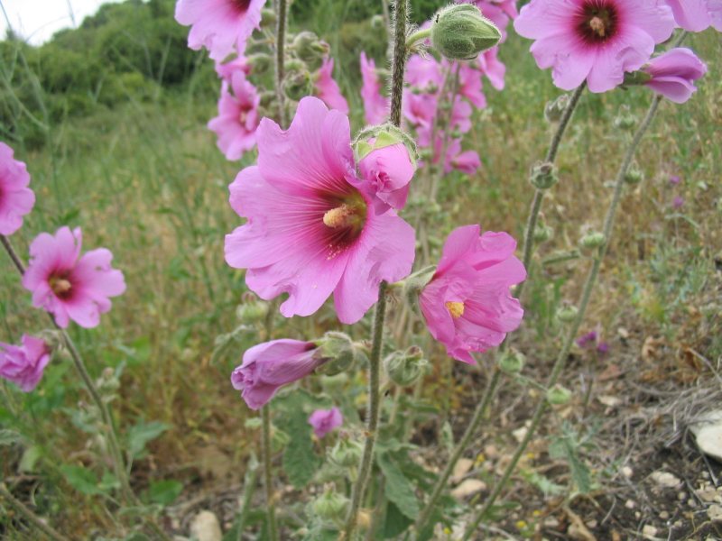 File:Alcea setosa.jpg