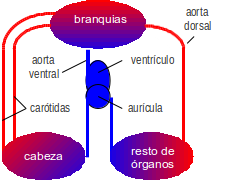 Archivo:Circulatorio-pez.png