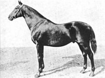 File:Henry of Navarre (horse).jpg