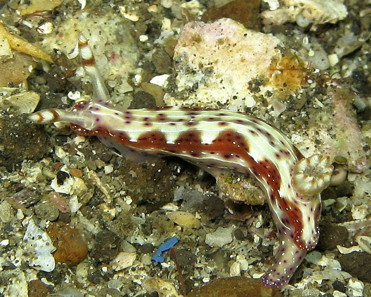 File:Hypselodoris maculosa.jpg