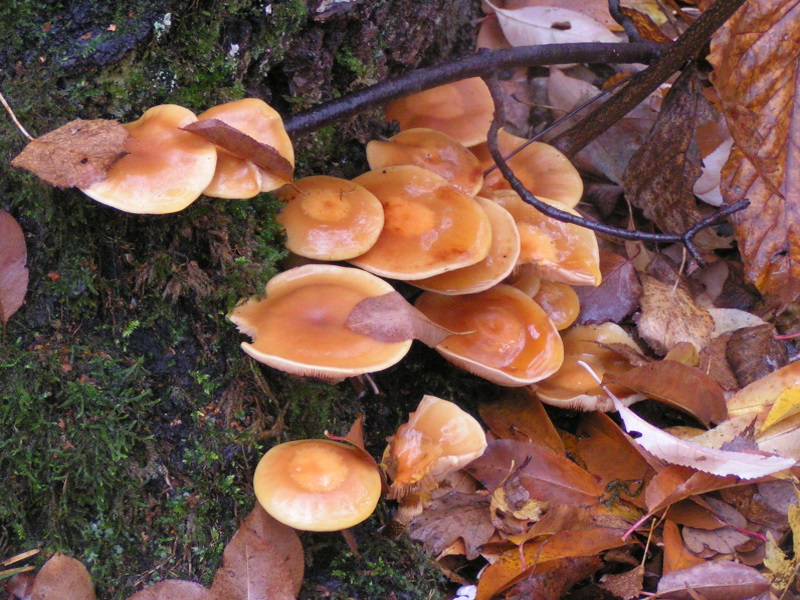 Файл:Kuehneromyces mutabilis 02.JPG