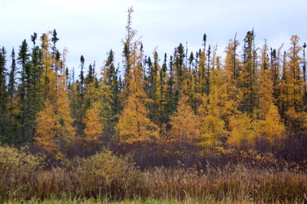 File:Larix laricina.jpg