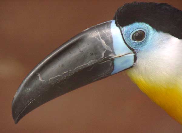 File:Ramphastos vitellinus.jpg