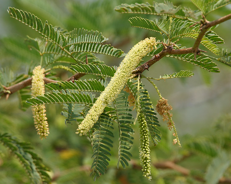 File:Vilaiti Keekar (Prosopis juliflora) W IMG 6935.jpg