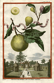 File:Volckamer's Illustration of Bergamot Fruit.jpg