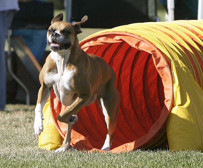 Файл:Boxer agility tunnel wb.jpg