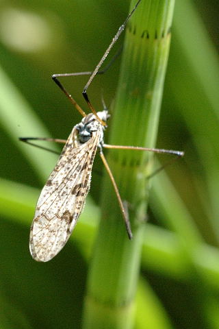 File:Eloeophila.maculata.jpg