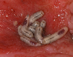 File:Maggots.jpg