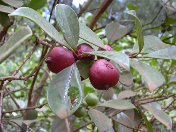 File:Psidium cattleianum fruit.jpg