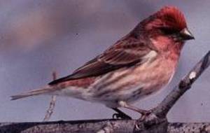 Файл:Purple Finch.jpg